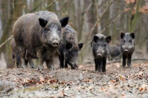 Neviđena drama zbog zalutalog krda: Divlje svinje napravile totalni haos na auto-putu