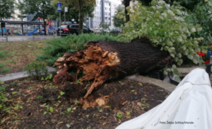 Isčupana stabla, prevrnuti kontejneri, uništena škola… Oluja napravila haos u Banjaluci FOTO