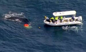 Spasioci uspjeli! Nakon dva dana grbavi kit oslobođen iz mreže za ajkule VIDEO
