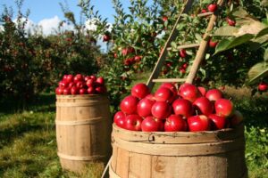 Povećen uzgoj voća: U Rusiju izvezli 3,5 miliona kg jabuka i pola miliona sadnica