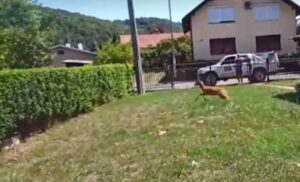 Nesvakidašnji gost! Mlad i uplašen jelen zalutao u dvorište porodične kuće u Banjaluci