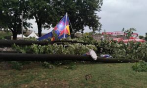 Na oborenim stablima nađena gnijezda: Kastel pun stršljenova, zavladao strah