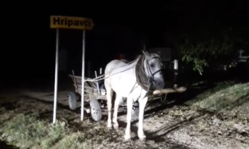 Samo u BiH: Konj svezan za saobraćajni znak, a gazda u kafani VIDEO