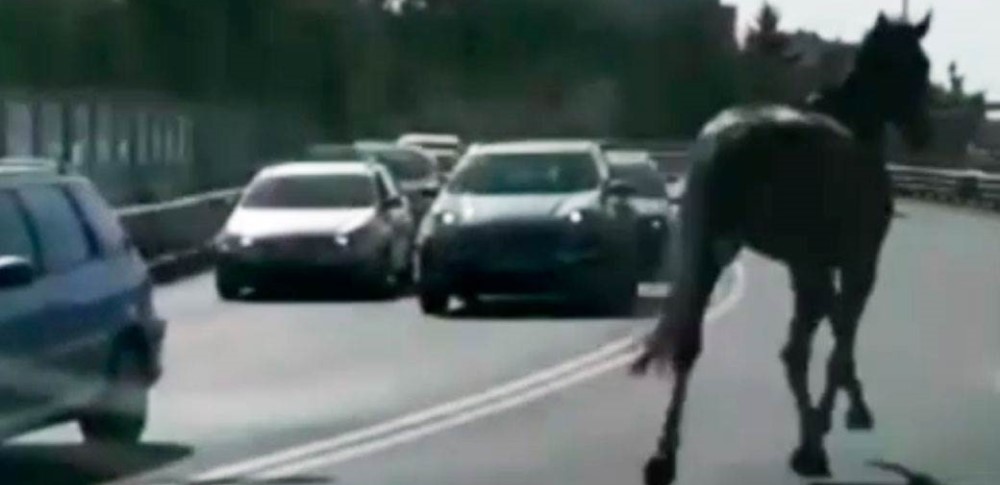 Neobičan prizor! Rasni konj pobjegao s hipodroma, pa napravio haos na ulicama VIDEO