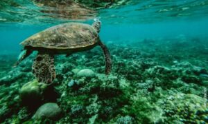 Istraživači ukazuju: Evoluciona zamka navodi morske kornjače da jedu plastiku