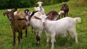 Ritual za bezbjednost! Žrtvovano više od 100 koza zbog poslanika kome je prijećeno smrću