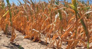 Suša učinila svoje: Prinos kukuruza ove godine biće znatno smanjen