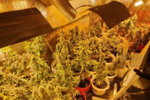 Nelegalni uzgoj opojnih droga: Policija u dvorištu kuće pronašla 34 stabljike marihuane