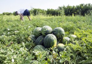 U potkozarskom kraju povrtarima najveću zaradu donose lubenice VIDEO