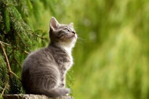 Anksiozni vlasnici, nervozne mačke: Ličnost osobe utiče na ljubimca