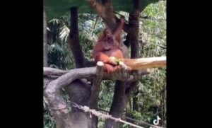 Urnebesan snimak! Ženi ispale naočare u ZOO vrtu, a majmun je znao šta treba da radi