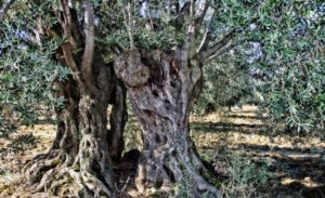 Žrtva katastrofalnih požara: Na Eviji izgorjela drvo masline staro 2.500 godina FOTO