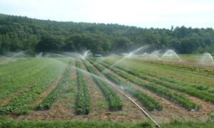 Trivković tvrdi: Navodnjavanje jedini spas za poljoprivredne proizvođače