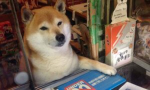 Zaista poseban prodavač: Pas godinama radio u kiosku, sada uživa u zasluženoj penziji VIDEO