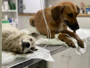 Grad ubica pasa: Neko redom truje pse, za 14 dana 11 pojelo otrov, sedam uginulo