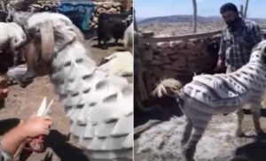 Njegove koze imaju neobične “frizure”: Pastir iz Turske hit je na internetu VIDEO