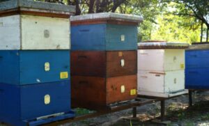 Vrijedna donacija: Startap paketi za pčelare početnike