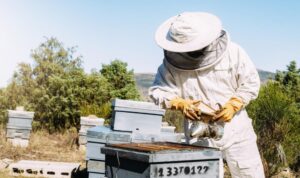 Ogroman gubitak za grčke pčelare: Požari uništili više od 9.000 košnica