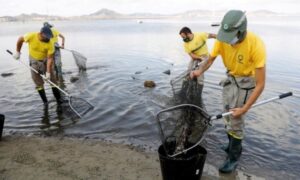 Ekološka katastofa: More izbacilo pet tona mrtve ribe i rakova