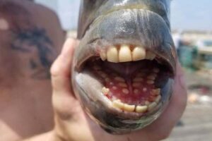 Amerikanac uhvatio rijetku ribu sa zubima nalik ljudskim