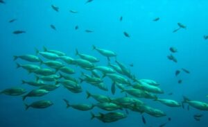 Upitna budućnost: Naučnici zabrinuti zbog razvoja “mrtvih zona” u Tihom okeanu