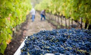 Sunce “puni čaše” dobrim vinom: Vinogradari u Srpskoj očekuju berićetnu godinu