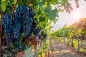 Sušna godina ide na ruku vinogradarima