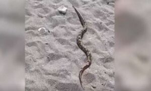 Po plaži gmiže zmija, ali ne obična… Prizor iz Crne Gore od kojeg se diže kosa na glavi
