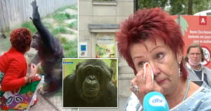 Zoo vrt iz Antverpena izdao zabranu: Zbog “bliske veze” ženi zabranjeno da viđa šimpanzu