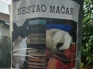 Oglas se širi Banjalukom! Nestao mačak Betmen, vlasnik nudi nagradu FOTO