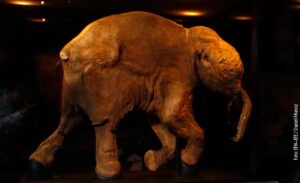 Za „vaskrsenje“ izumrlog runastog mamuta sakupljeno 15 miliona dolara