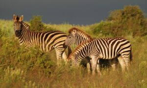 Da li znate zbog čega zebre imaju pruge: Ovo je razlog