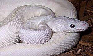 Ovako nešto ne viđate svakog dana: Pronađena albino zmija