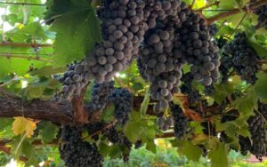 Povećan sadržaj pesticida: Inspekcija Srpske zabranila uvoz grožđa iz Albanije
