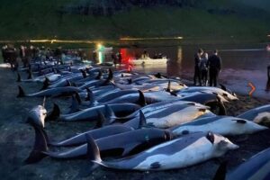 Okrutno i nepotrebno: Na Farskim Ostrvima u danu ubijeno više od 1.400 delfina FOTO