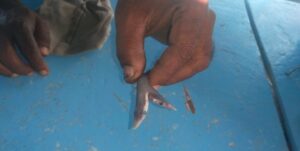 Ribar ostao u šoku: Ulovio dvoglavu bebu ajkulu FOTO