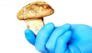“Paprena cijena”: Tri gljive ukupne težine 70 grama “pronašle kupce” za 7.600 dolara