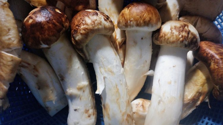 Tri gljive matsutake, težine 70 grama, prodate za 7.600 dolara