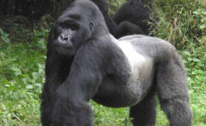 Kašlju, curi im iz nosa, gube apetit: Korona virusom zaražene gorile u zoološkom vrtu