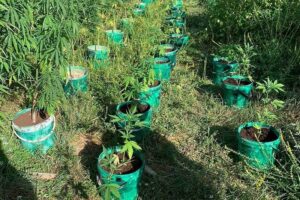 Policija “upala” na plantažu kanabisa: Uhapšen zbog 84 zasada opojne droge