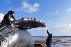 Uzrok smrti se istražuje: More izbacilo na obalu trup grbavog kita dugog 13 metara