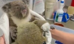 Snimak koji “topi srca”: Beba koala zagrlila plišanu igračku VIDEO
