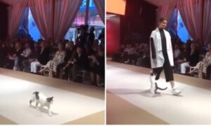 Hit scena tokom modne revije: Manekenki slavu “ukrala” jedna mačka VIDEO