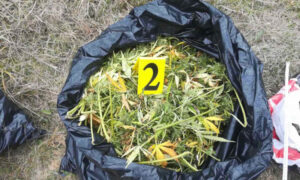 Akcija “Plantaža 2021”: Policija zaplijenila 17,5 kilograma marihuane, uhapšen Prnjavorčanin