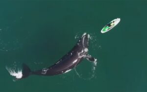 Dron snimio fascinantan trenutak: Susret velikog kita i žene na jet skiju VIDEO