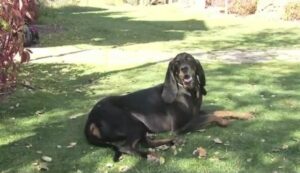 Svi pričaju o Lou… Ovaj pas je ušao u Ginisovu knjigu – evo po čemu je poseban VIDEO