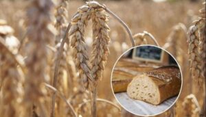 Rodna godina: U Federaciji BiH proizvedeno pšenice više za osam odsto nego 2020. godine