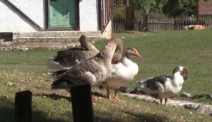 Trud i rad! Poljoprivreda glavni izbor prihoda povratnika u selo kraj Bosanskog Petrovca