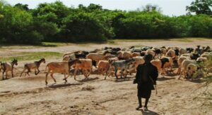 Smrtonosni obračun: U sukobu seljaka i kradljivaca stoke poginulo najmanje 46 osoba