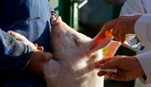 Nije opasna po zdravlje ljudi: Sumnja se u prvi slučaj afričke svinjske kuge